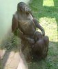 Orang-Sex.jpg