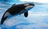 orca.jpg