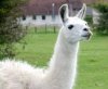 lama.jpg