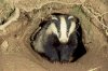 badger_-_meles_meles__067-2.jpg