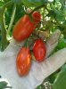 pomodori2.jpg