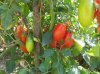 pomodori3.jpg
