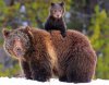 0229_grizzly-bear_ob.jpg