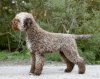 lagottoromagnolo2.JPG