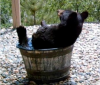 orso.png