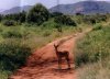 kenia008.JPG