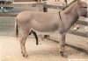 donkey-dick.jpg