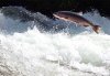 zoom_SALMONE.jpg