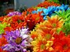 fiori.jpg