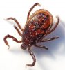 Tick_male_(aka).jpg