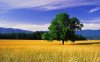 Free_High_resolution_nature_wallpaper_556983.jpg