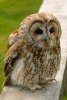 230px-Tawny_wiki.jpg