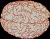cervello-sesso-706953.gif