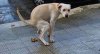 863031_20150213_cacca-cani.jpg