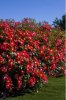 rosa candia.JPG