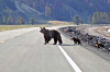 orso.png