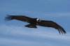 el_condor_pasa_18_by_samurai69.jpg
