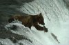 national-geographic-orso.jpg
