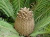 220px-Dioon_edule04.jpg