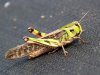 Locusta-migratoria.jpg