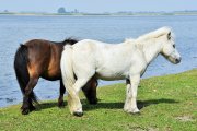horse-2732647_960_720.jpg