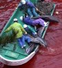 dolphins-pulled-onto-boat.tiff_edited.jpg