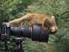 1067960~Squirrel-Monkey-Investigates-Camera-Amazonia-Ecuador-Posters.jpg