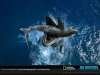 tylosaurus_squalicorax-sw.jpg