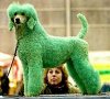 green-dog1.jpg