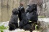 gorilla_03_672-458_resize.jpg