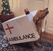 dog-emergency.gif