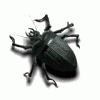 gif_beetle.gif