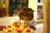 ideas,cat,humor,cute,adorable,birthday-d0d16bfb67e64654a3a1619ce28d38d8_h.jpg