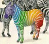 zebra_001.jpg