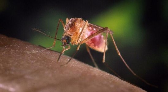 culex pipiens.jpg