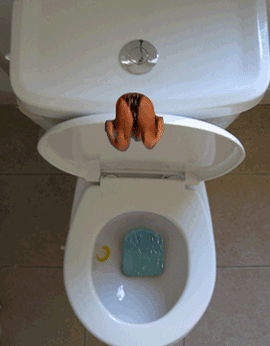 DevotedScarceHusky-small.gif