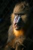 400px-Mandril.jpg