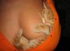 gatto sporchaccione.jpg