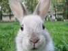 19-04-rabbit-3.jpg