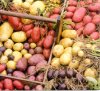 potatoes.jpg