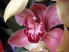 nebbia-orchidee-img.jpg