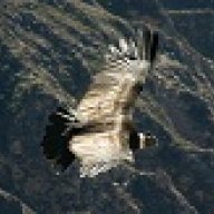 THE CONDOR