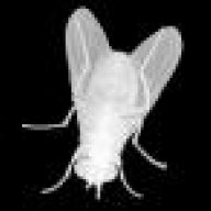 whitefly
