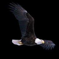 neteagle