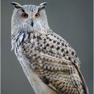 Bubo