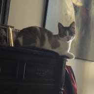 Leogatto