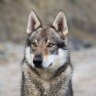 the wolf