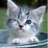 yogurt