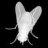 whitefly