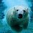 The Bear